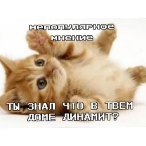 Эмодзи Котике