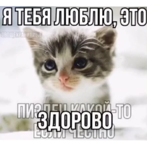 Эмодзи Котике