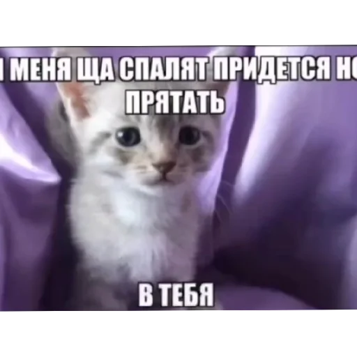 Эмодзи Котике