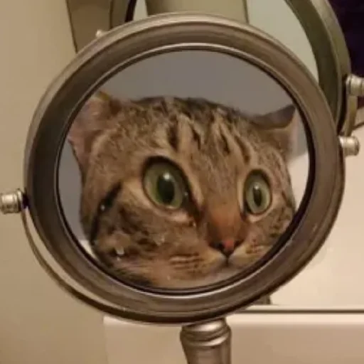 Эмодзи Kotiki Cat 6