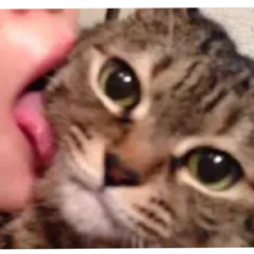 Эмодзи Kotiki Cat 6