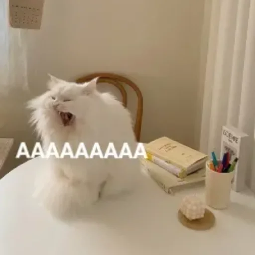 Эмодзи Kotiki Cat 6