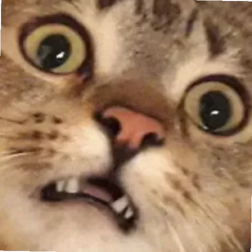 Эмодзи Kotiki Cat 6