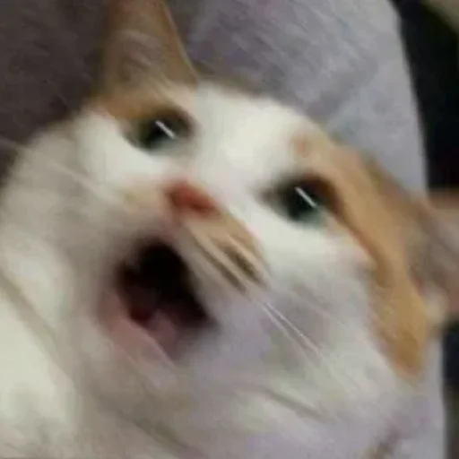 Эмодзи Kotiki Cat 6