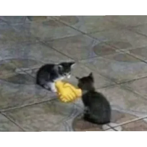 Эмодзи Kotiki Cat 6