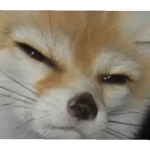 Эмодзи Kotiki Cat 6