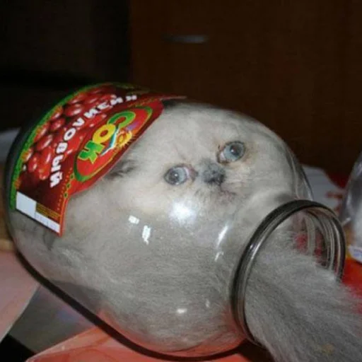 Эмодзи Cats memes