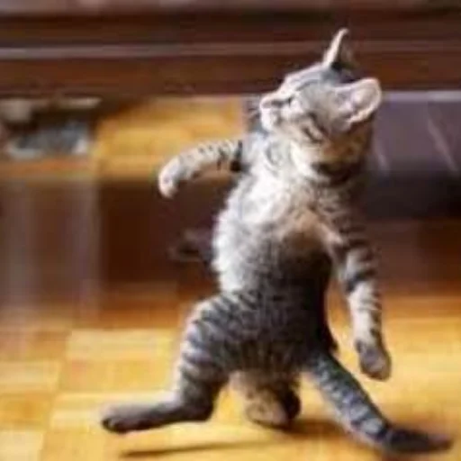 Эмодзи Cats memes