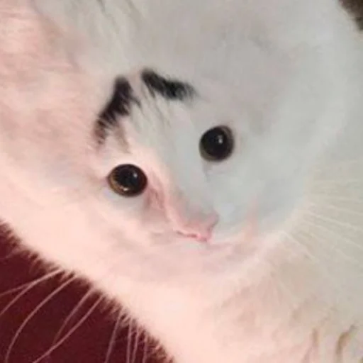 Эмодзи Cats memes