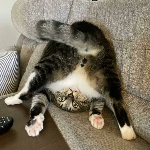 Эмодзи Cats memes