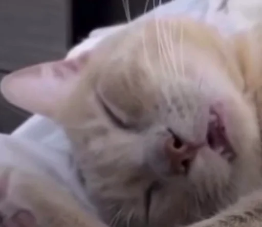 Эмодзи Cats memes