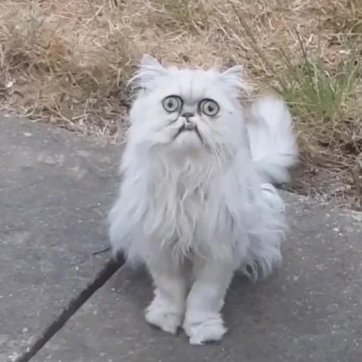 Эмодзи Cats memes