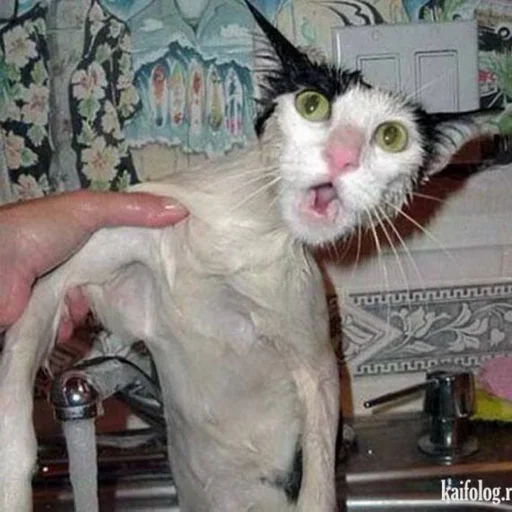 Эмодзи Cats memes