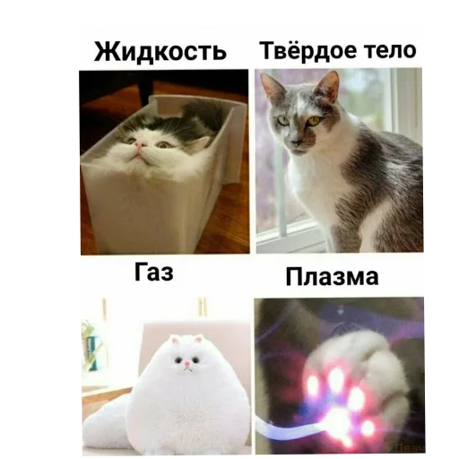 Эмодзи Котики и фразочки