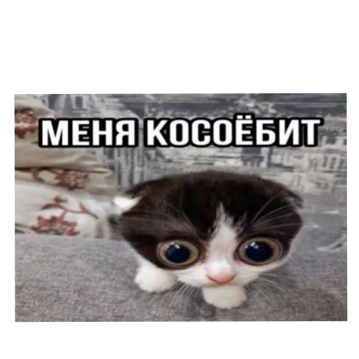 Эмодзи Котики и фразочки