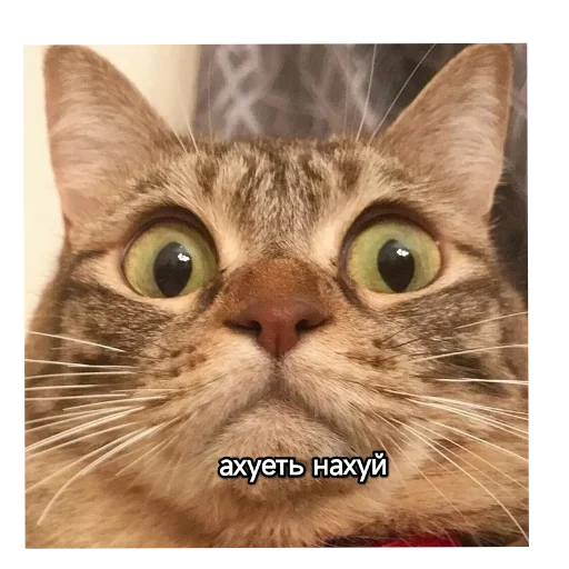 Эмодзи Котики и фразочки