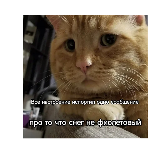 Эмодзи Котики и фразочки