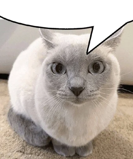 Эмодзи Котики