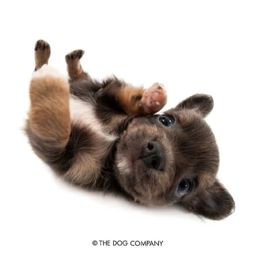 Эмодзи Animals