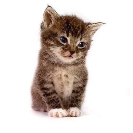 Эмодзи Animals