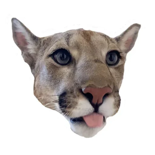 Эмодзи Мемная Пума