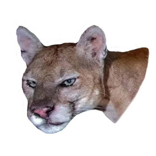 Эмодзи Мемная Пума