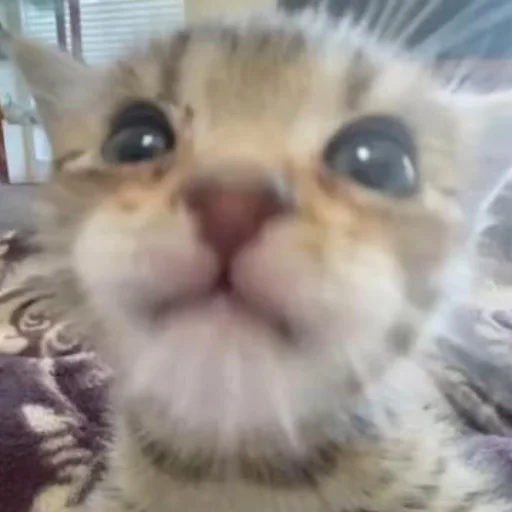 🐱