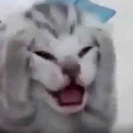 Эмодзи Мяу