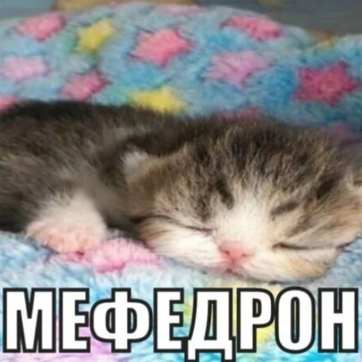 Эмодзи Мяу