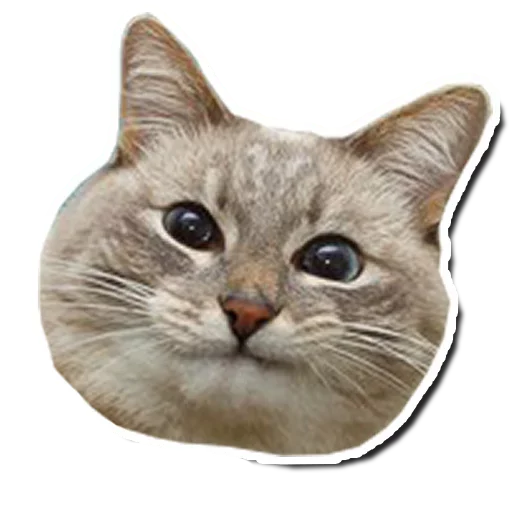 Эмодзи Котончик