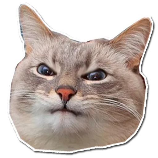 Эмодзи Котончик