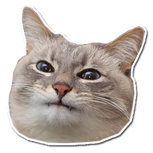 Эмодзи Котончик