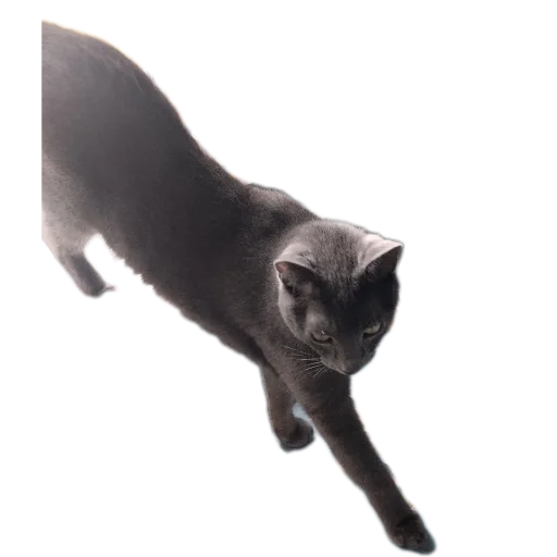 Эмодзи Котские коты