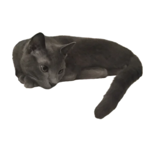 Эмодзи Котские коты