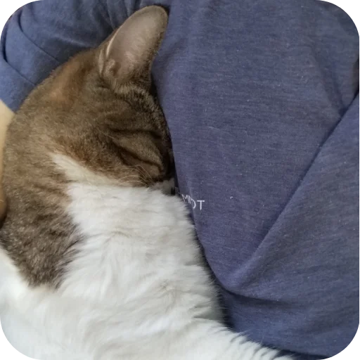 Эмодзи Котские коты