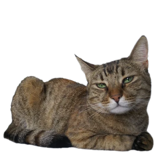 Эмодзи Котские коты
