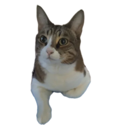 Эмодзи Котские коты