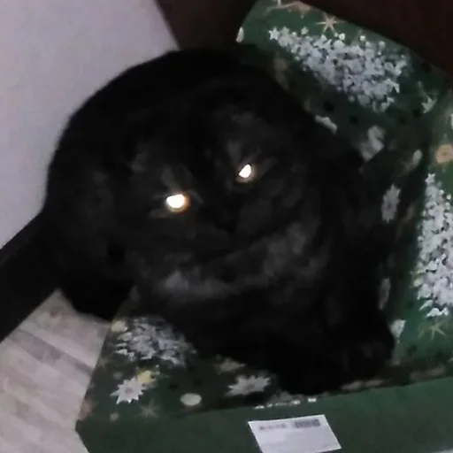 Эмодзи Kott_ssbornik2