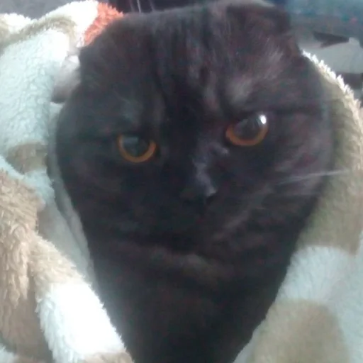 Эмодзи Kott_ssbornik2