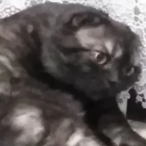 Эмодзи Kott_ssbornik2