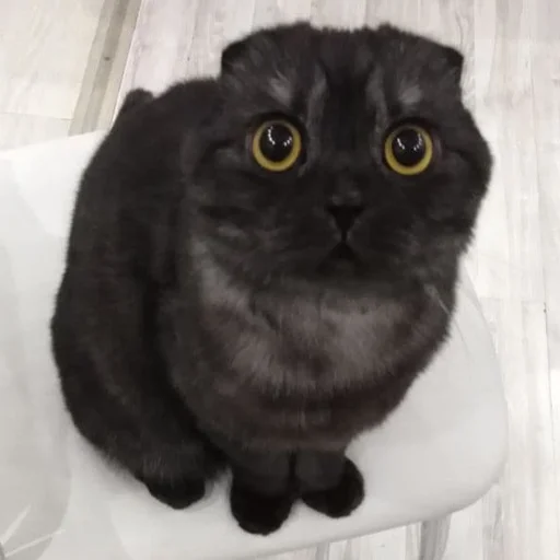 Эмодзи Kott_ssbornik2