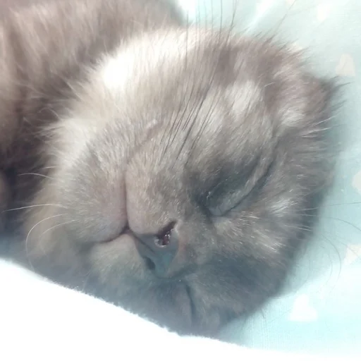 Эмодзи Kott_ssbornik2