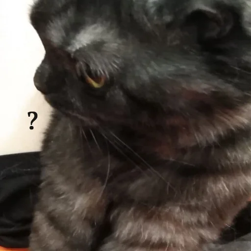 Эмодзи Kott_ssbornik2