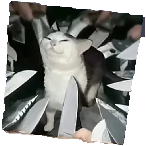 Эмодзи Коты ъеъ