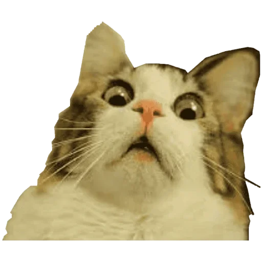 Эмодзи Коты ъеъ