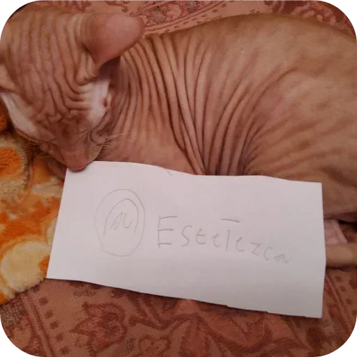 Эмодзи Коты