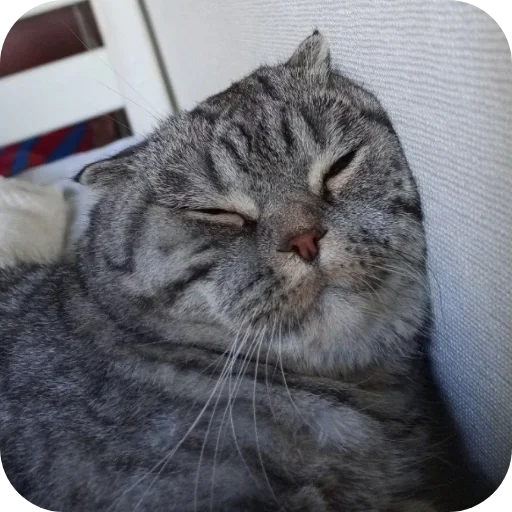 Эмодзи Коты