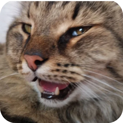 Эмодзи Коты