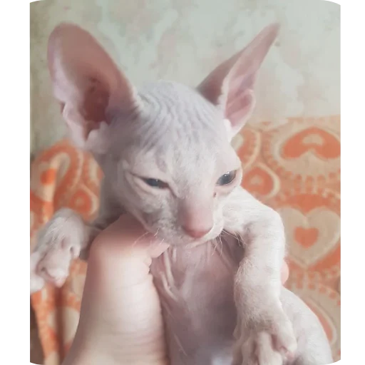 Эмодзи Коты