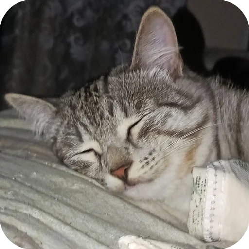 Эмодзи Коты